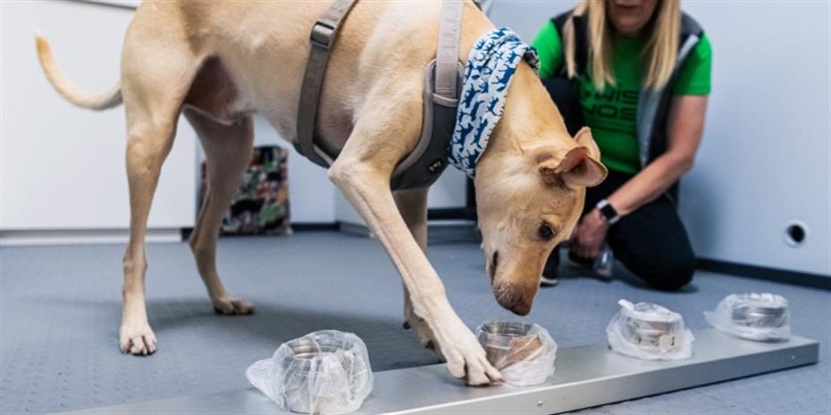 Σκύλοι ανιχνεύουν τον κορωνοϊό στο αεροδρόμιο του Ελσίνκι